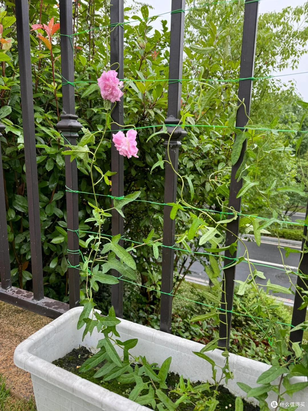 4种花草“易泛滥”,种一棵长一片,特难清除,很多人都后悔栽了