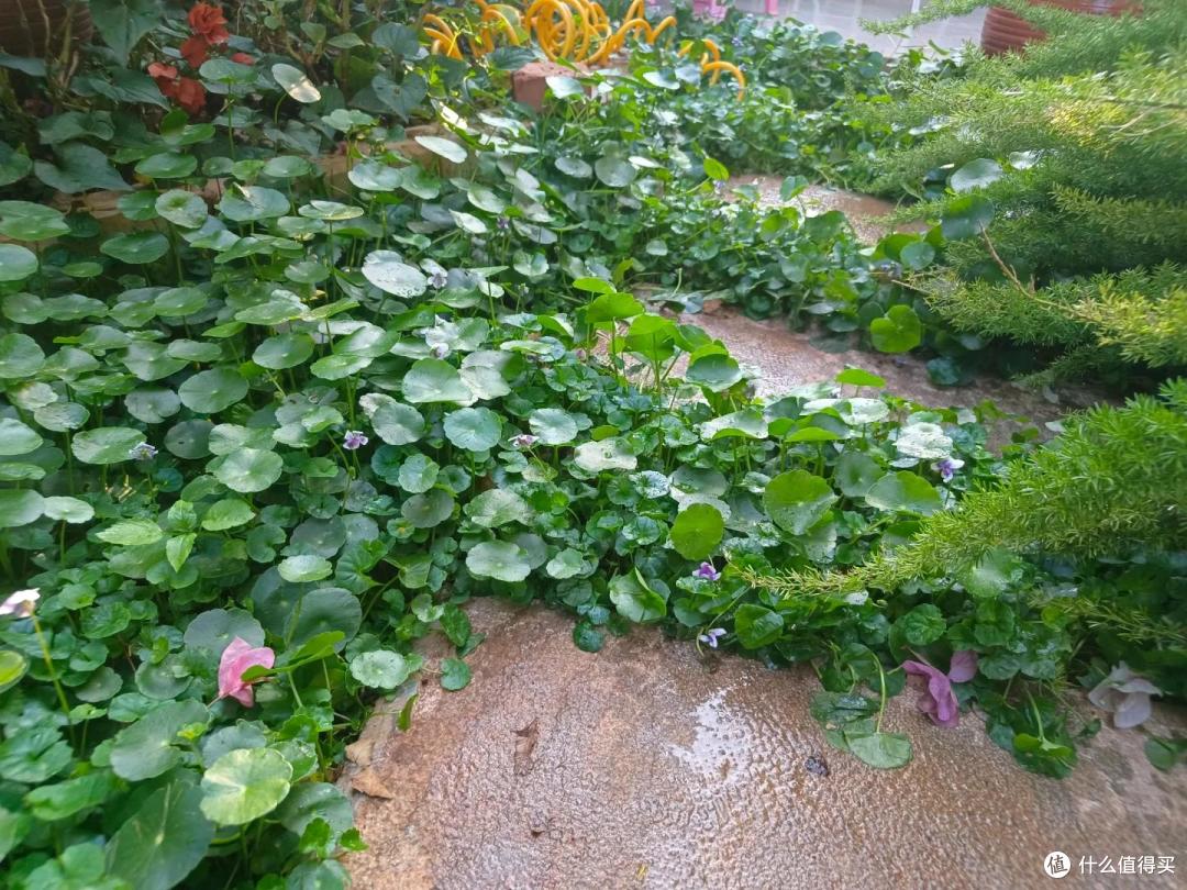 4种花草“易泛滥”,种一棵长一片,特难清除,很多人都后悔栽了