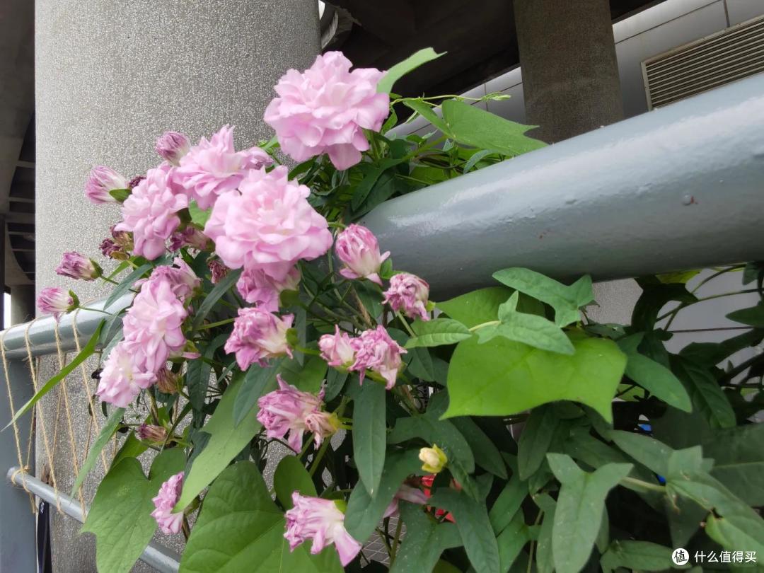 4种花草“易泛滥”,种一棵长一片,特难清除,很多人都后悔栽了