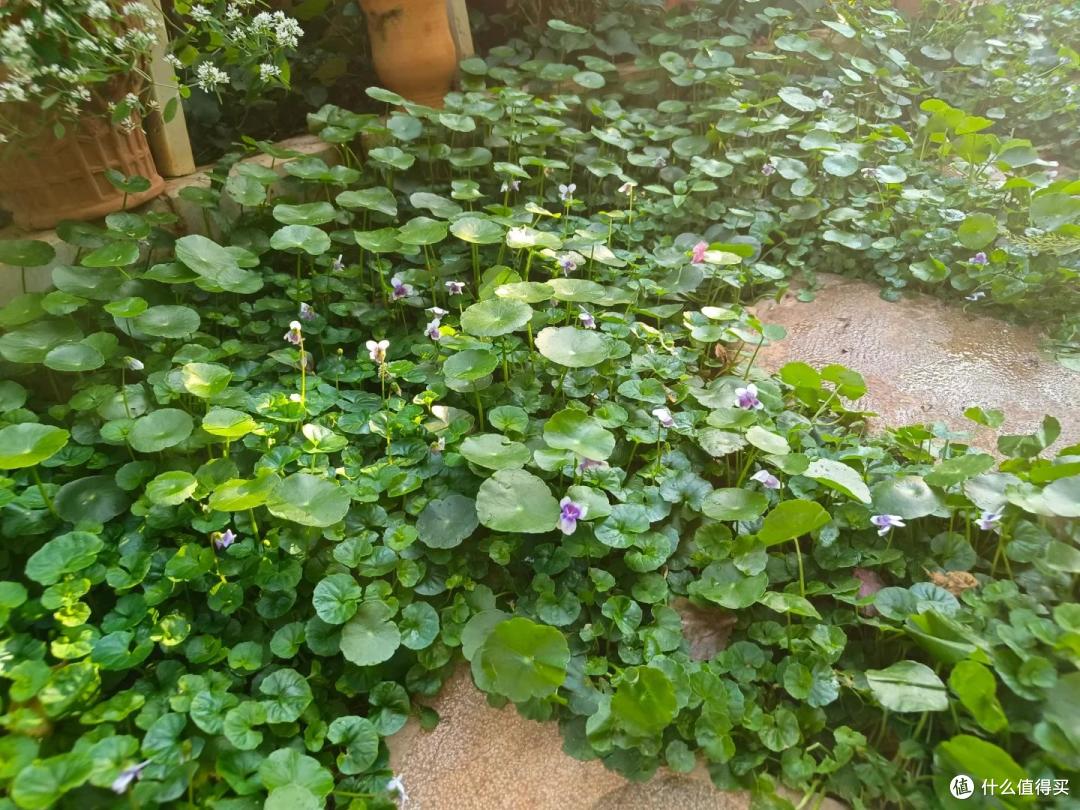 4种花草“易泛滥”,种一棵长一片,特难清除,很多人都后悔栽了