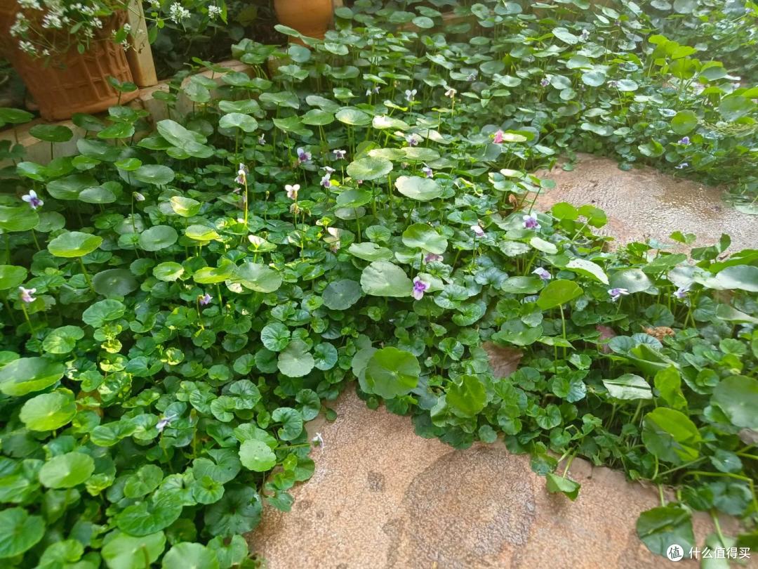 4种花草“易泛滥”,种一棵长一片,特难清除,很多人都后悔栽了