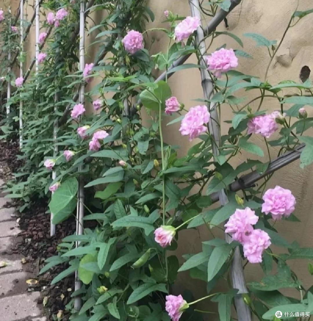 4种花草“易泛滥”,种一棵长一片,特难清除,很多人都后悔栽了
