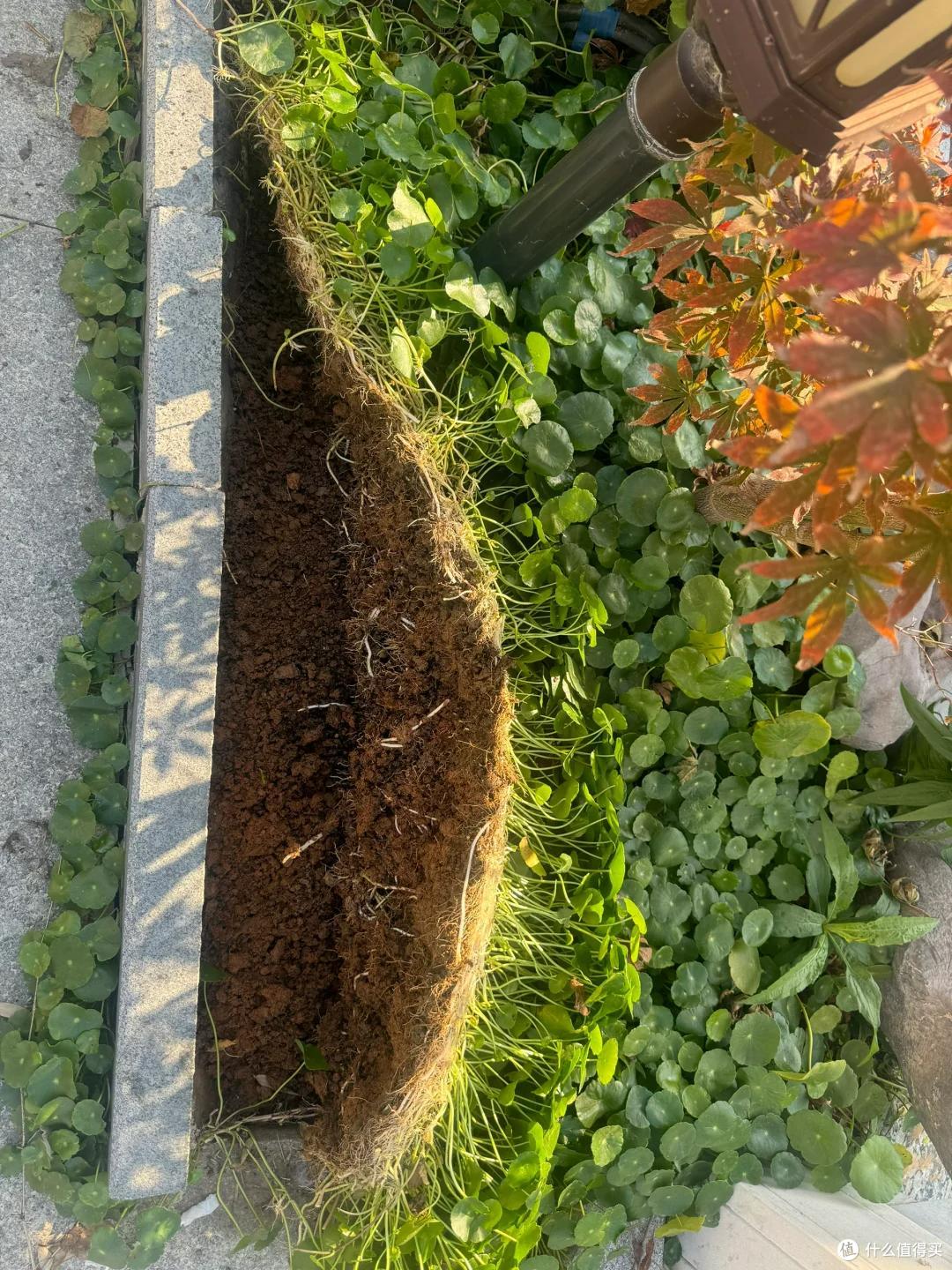 4种花草“易泛滥”,种一棵长一片,特难清除,很多人都后悔栽了