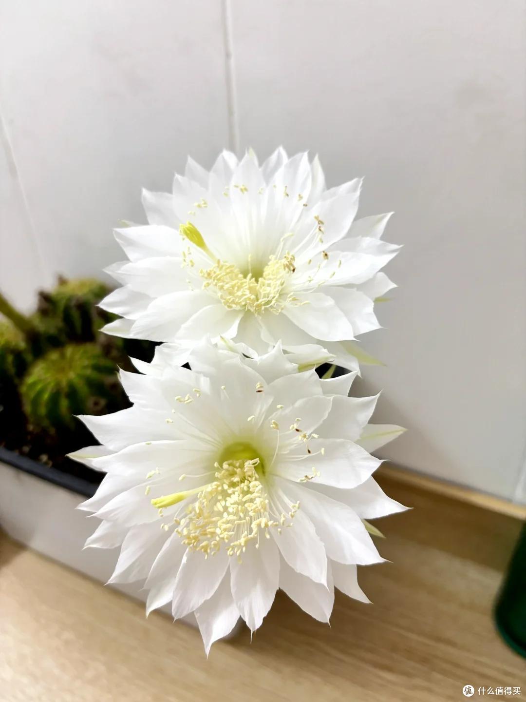 湖北一姑娘把“仙人球养到极致”,造型开花美绝了,网友:不一般