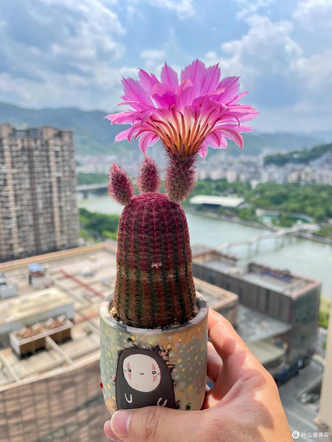 湖北一姑娘把“仙人球养到极致”,造型开花美绝了,网友:不一般