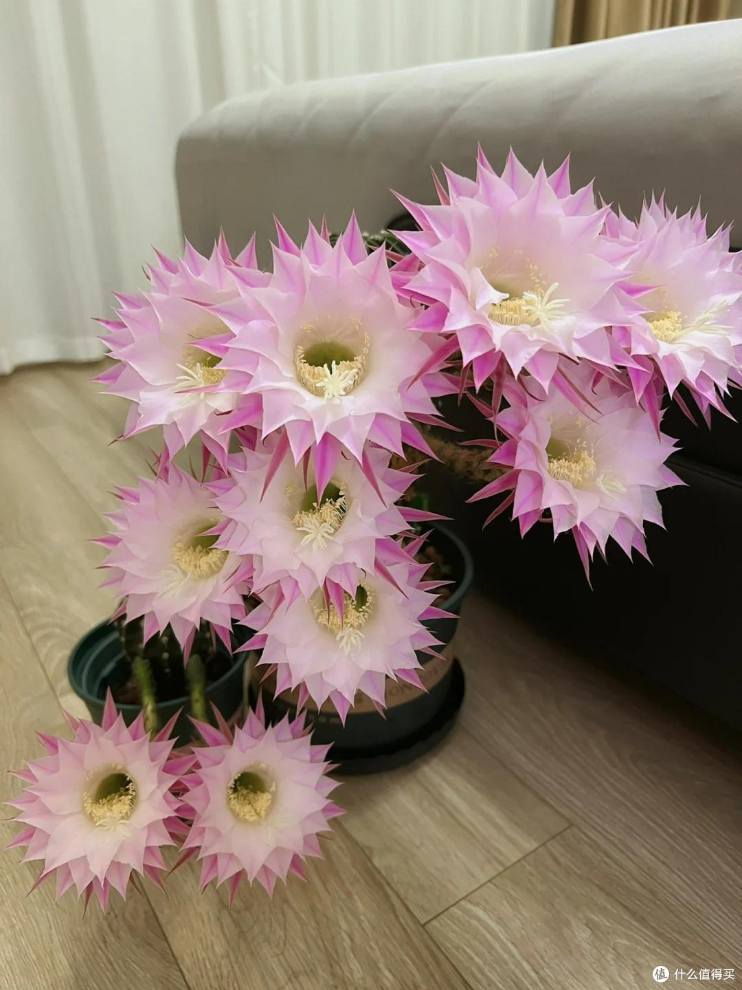 湖北一姑娘把“仙人球养到极致”,造型开花美绝了,网友:不一般