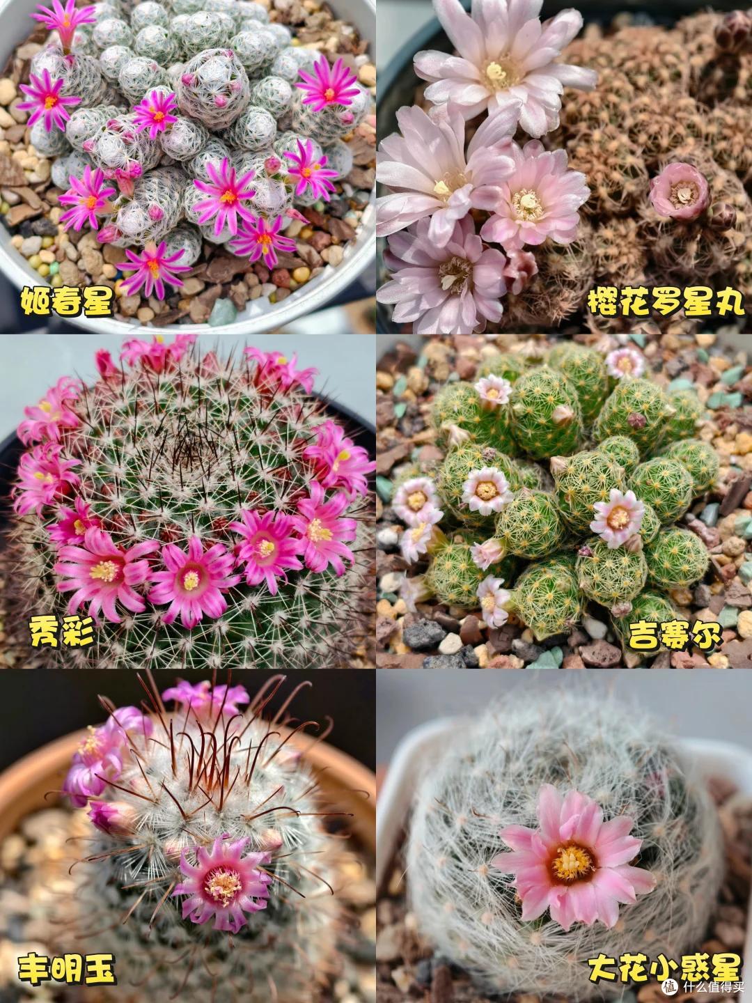 湖北一姑娘把“仙人球养到极致”,造型开花美绝了,网友:不一般