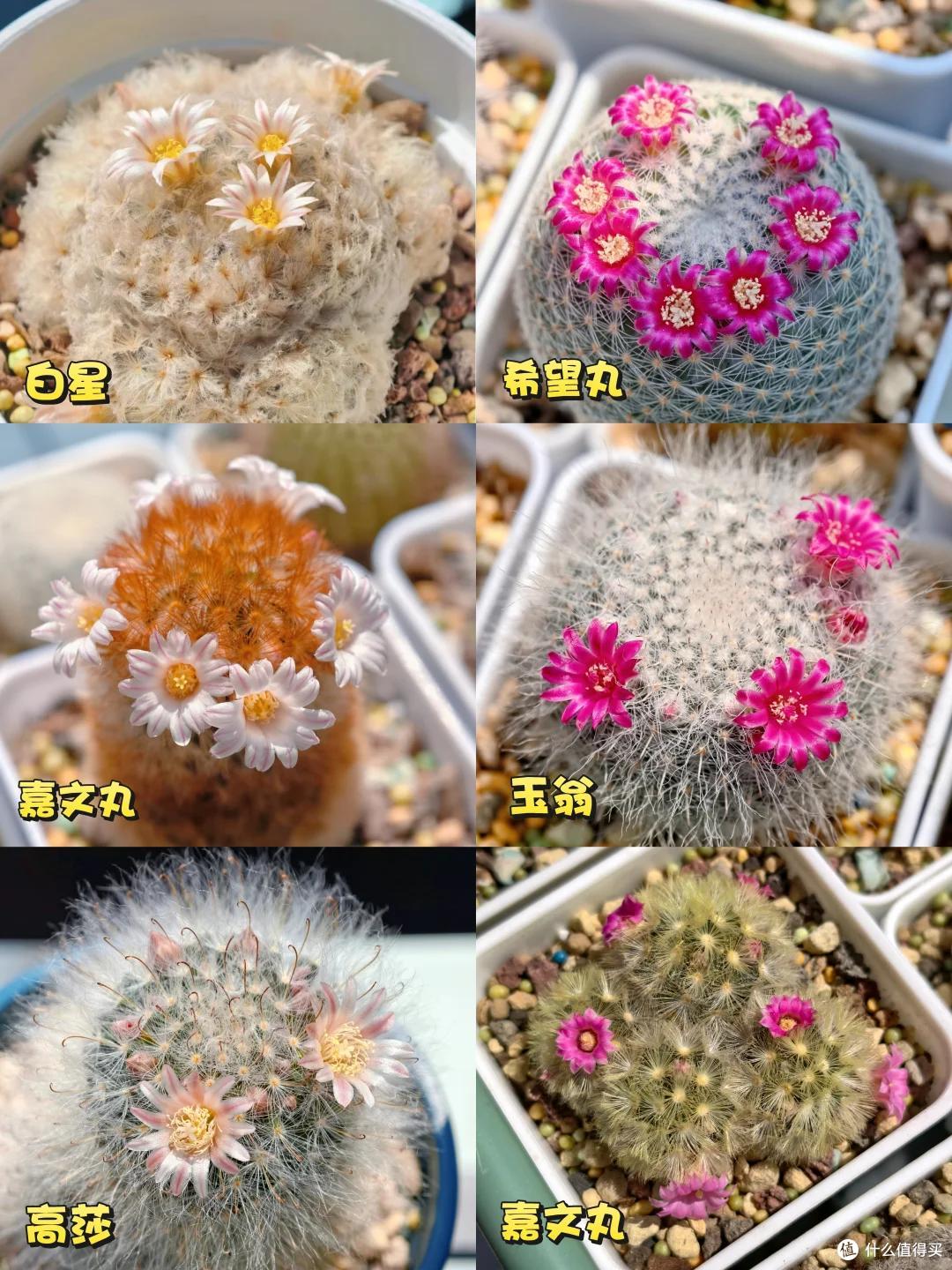 湖北一姑娘把“仙人球养到极致”,造型开花美绝了,网友:不一般