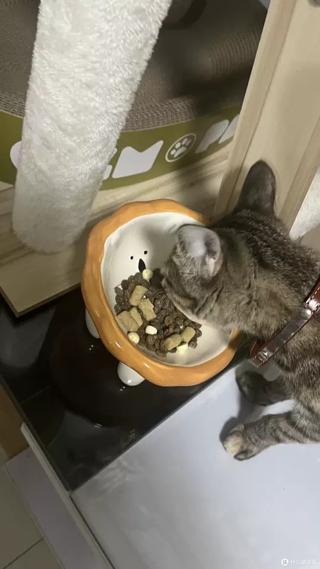 蓝氏猎鸟乳鸽猫粮深度体验