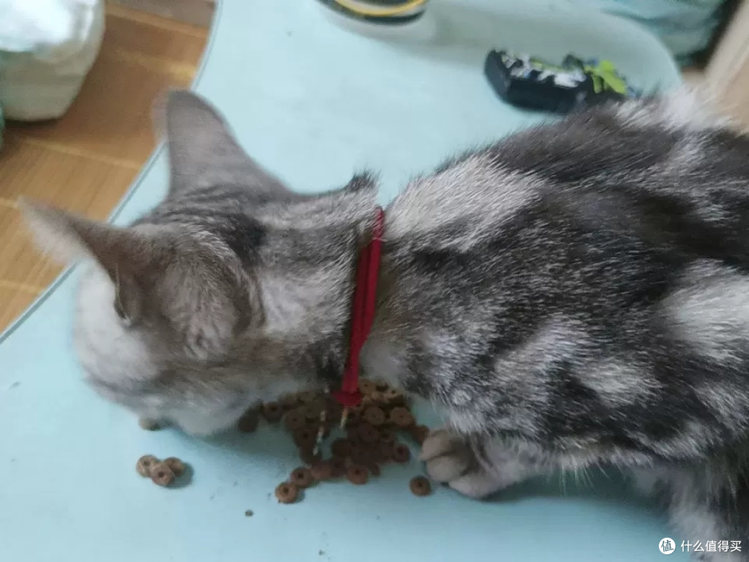 蓝氏猎鸟乳鸽猫粮喂养体验