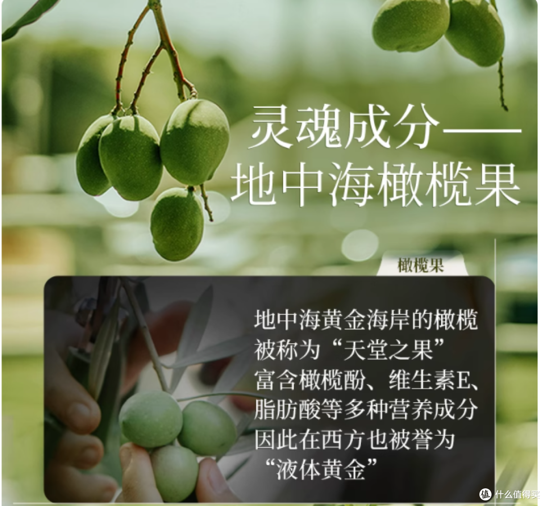 当 “雪屑” 与 “炸毛” 缠上日常，你需要一场橄榄林的修护魔法