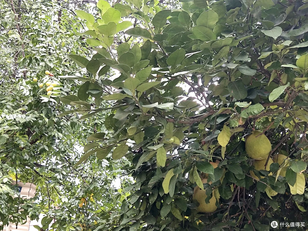 十一闲游湖南岳阳
