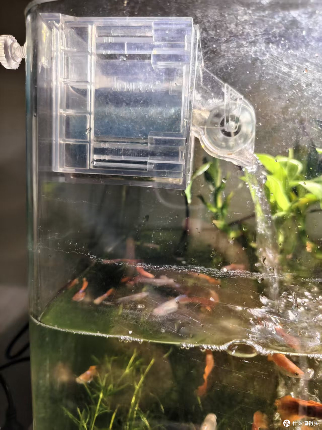 双 11 养鱼抄作业！6款新手入门懒人好物，平价又实用