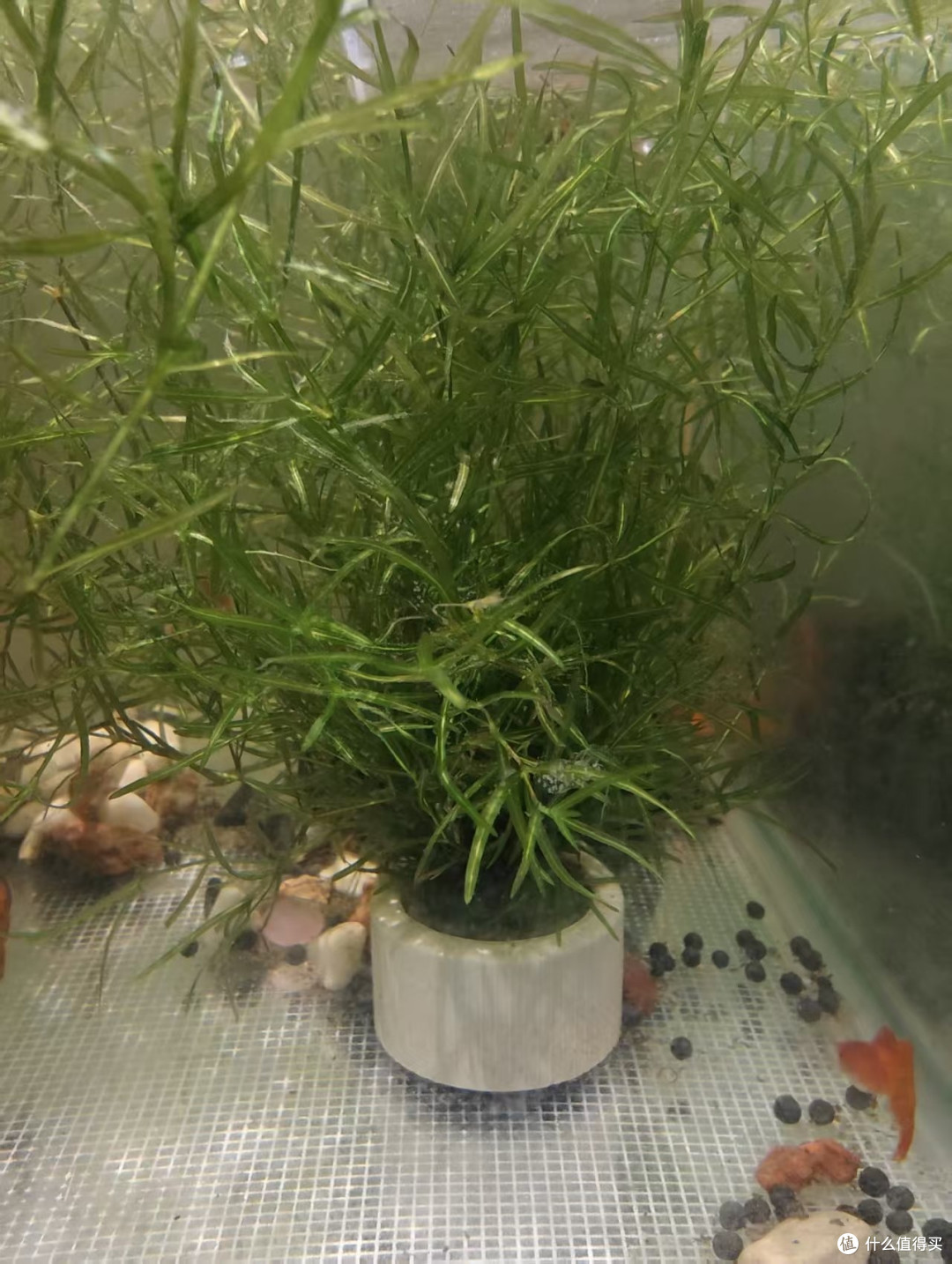 双 11 养鱼抄作业！6款新手入门懒人好物，平价又实用