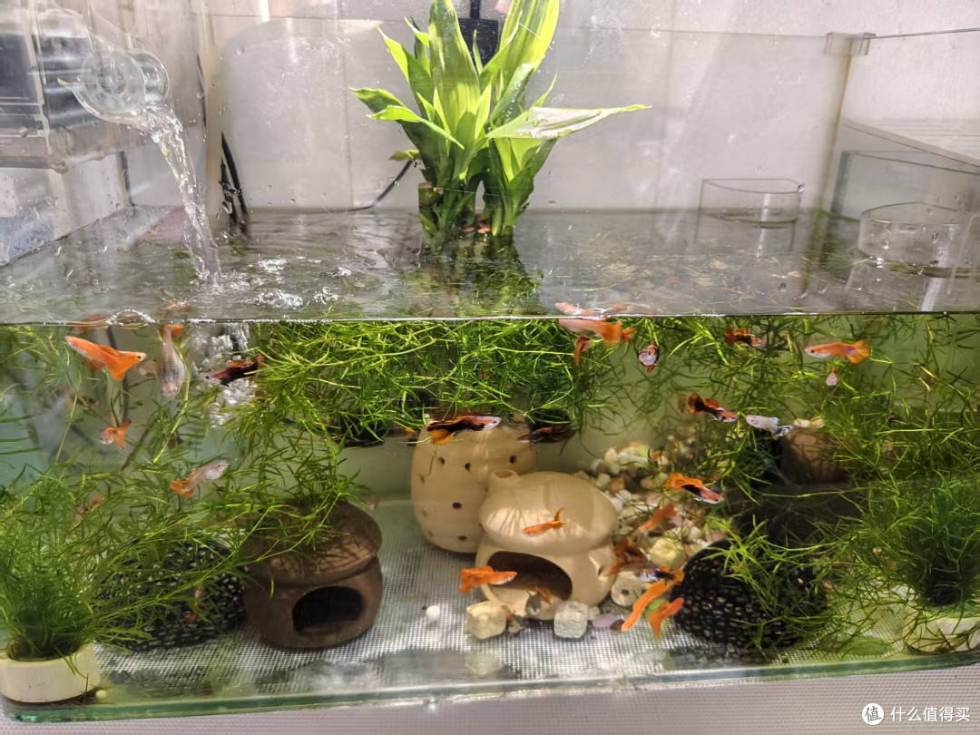 双 11 养鱼抄作业！6款新手入门懒人好物，平价又实用
