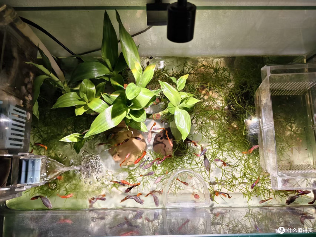 双 11 养鱼抄作业！6款新手入门懒人好物，平价又实用