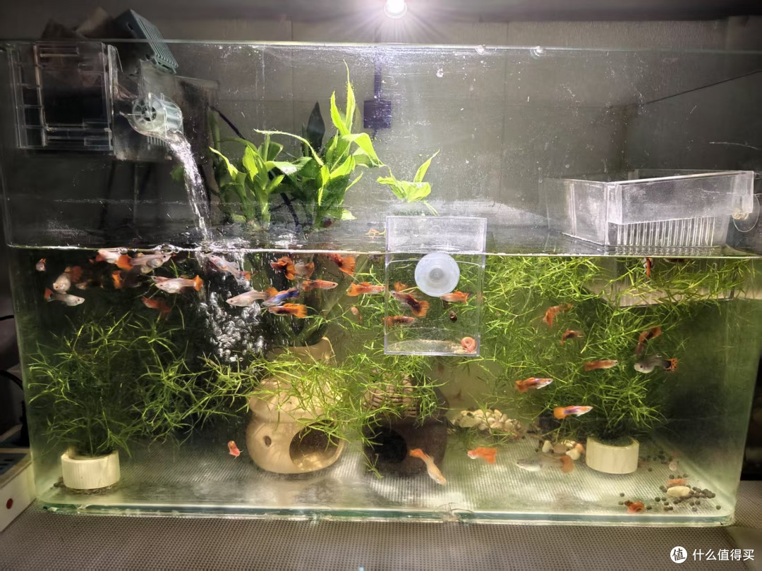 双 11 养鱼抄作业！6款新手入门懒人好物，平价又实用