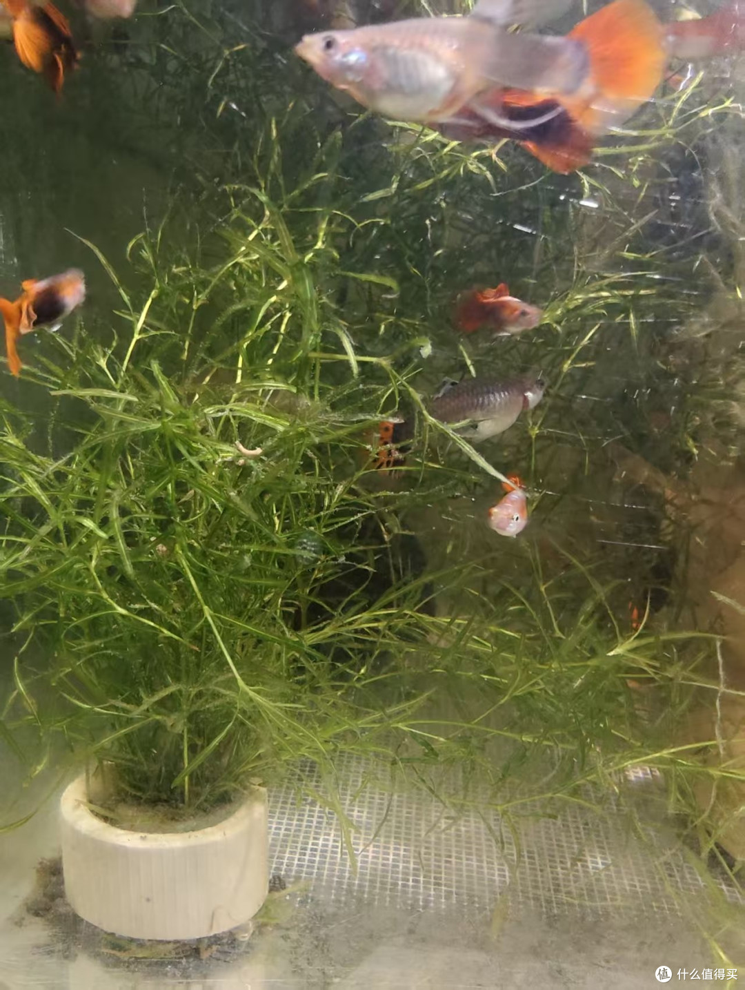 双 11 养鱼抄作业！6款新手入门懒人好物，平价又实用
