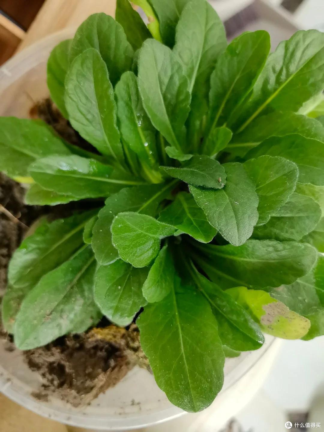 杭州一小伙吐槽:种的菜发霉了,没种的反而发芽了?网友:人才~