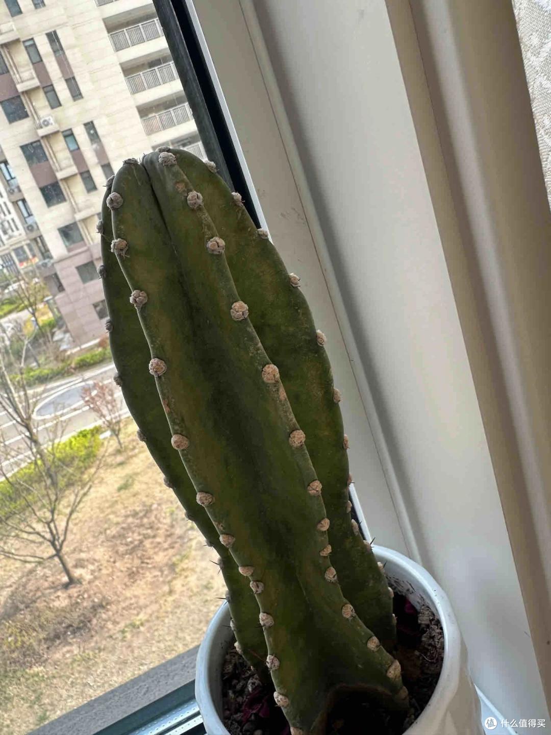 杭州一小伙吐槽:种的菜发霉了,没种的反而发芽了?网友:人才~