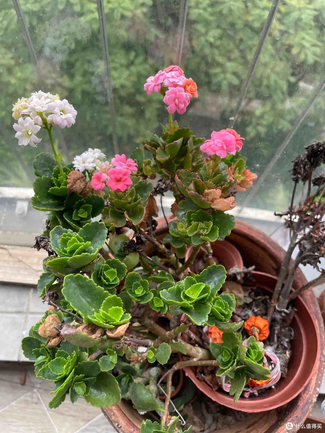 杭州一小伙吐槽:种的菜发霉了,没种的反而发芽了?网友:人才~
