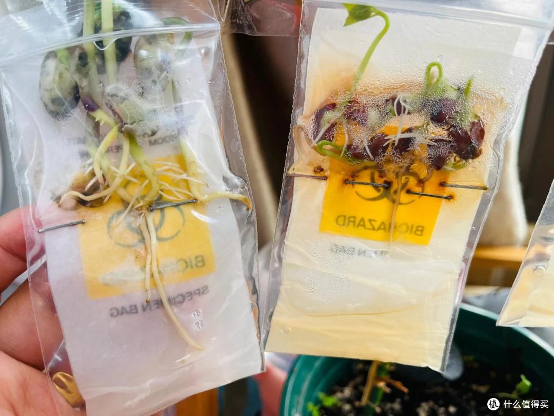 杭州一小伙吐槽:种的菜发霉了,没种的反而发芽了?网友:人才~