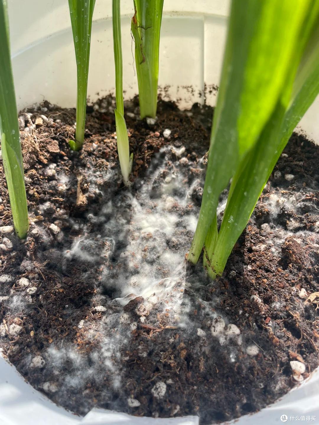 杭州一小伙吐槽:种的菜发霉了,没种的反而发芽了?网友:人才~