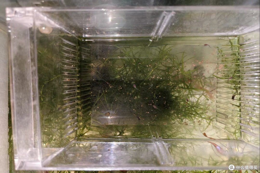 双 11 养鱼抄作业！6款新手入门懒人好物，平价又实用