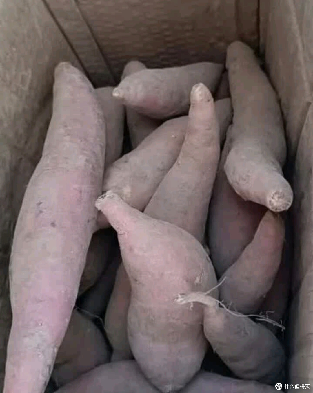 烟薯25号糖化表现与流心机理