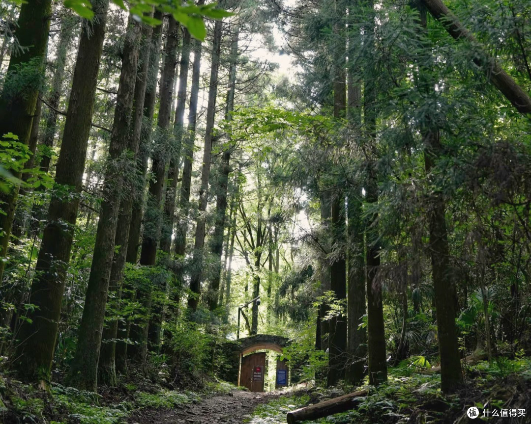 西天目山大树王景区徒步游记