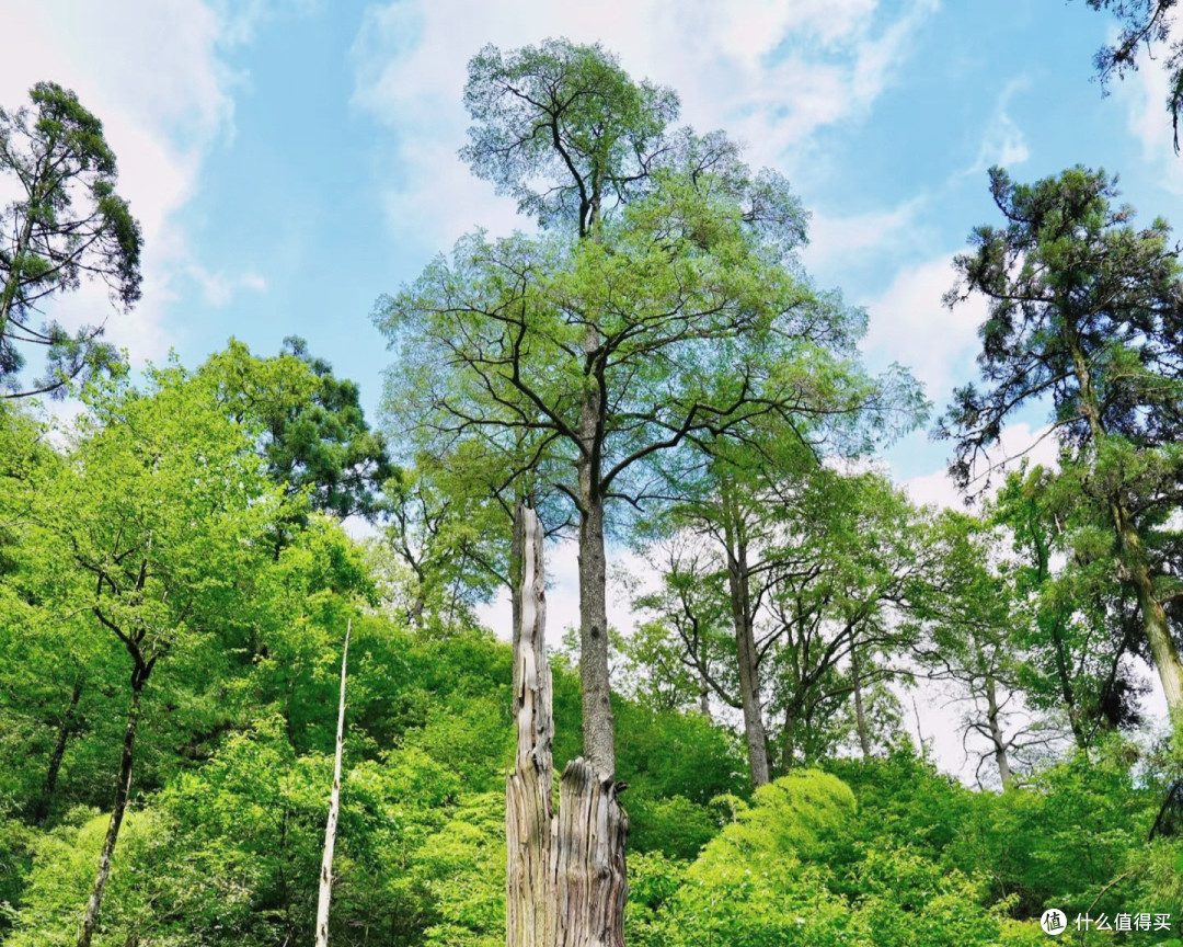 西天目山大树王景区徒步游记