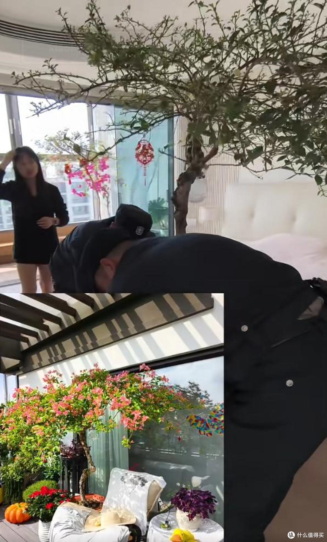 女子家的三角梅长太快了,“搬进搬出”愁死了,网友:凡尔赛了吧