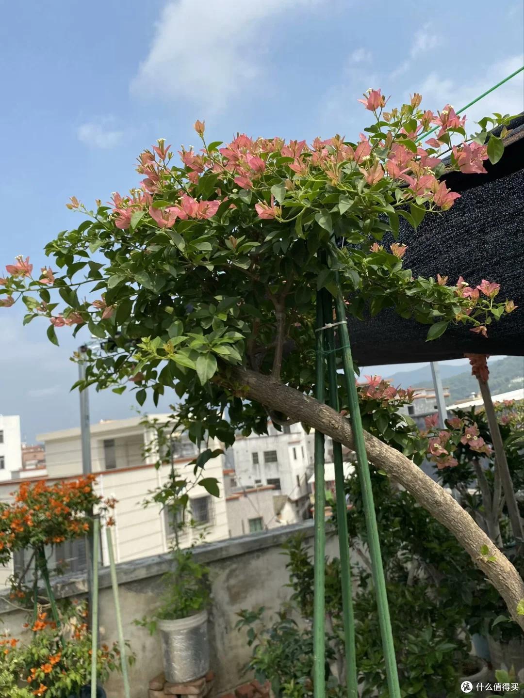 女子家的三角梅长太快了,“搬进搬出”愁死了,网友:凡尔赛了吧