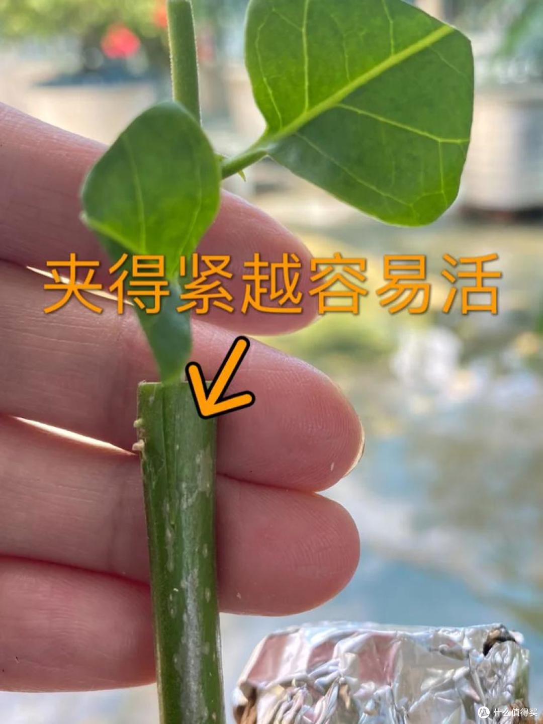女子家的三角梅长太快了,“搬进搬出”愁死了,网友:凡尔赛了吧