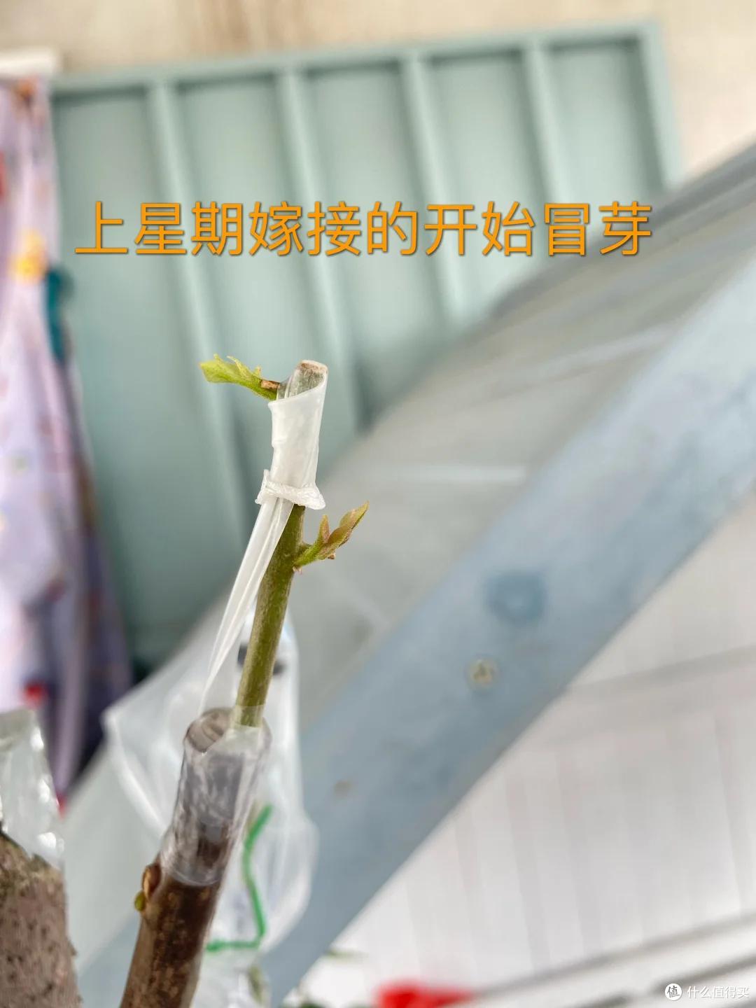 女子家的三角梅长太快了,“搬进搬出”愁死了,网友:凡尔赛了吧