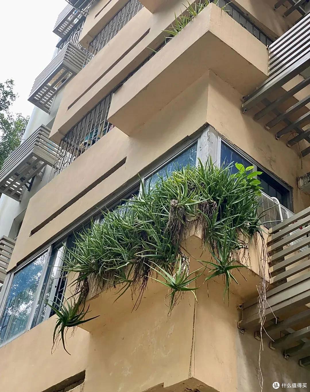 男子离家5年,阳台上的芦荟,像瀑布好震撼,网友:莫不是成精了