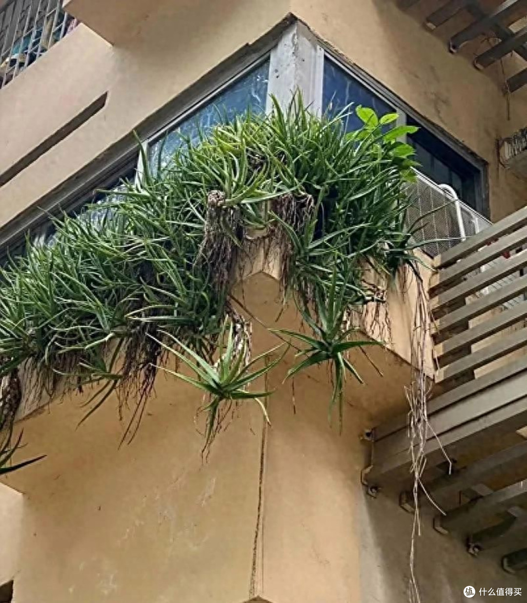男子离家5年,阳台上的芦荟,像瀑布好震撼,网友:莫不是成精了