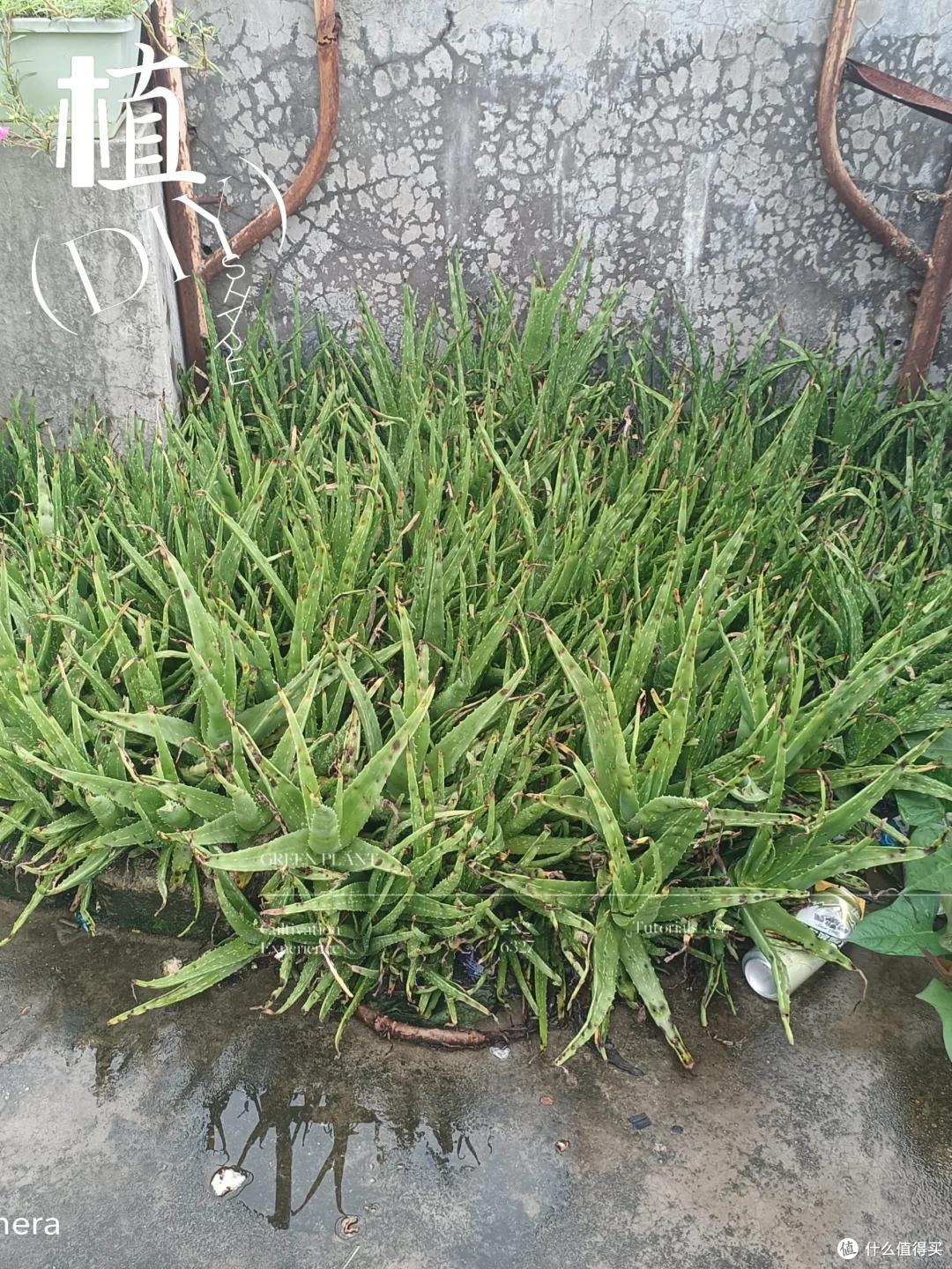 男子离家5年,阳台上的芦荟,像瀑布好震撼,网友:莫不是成精了
