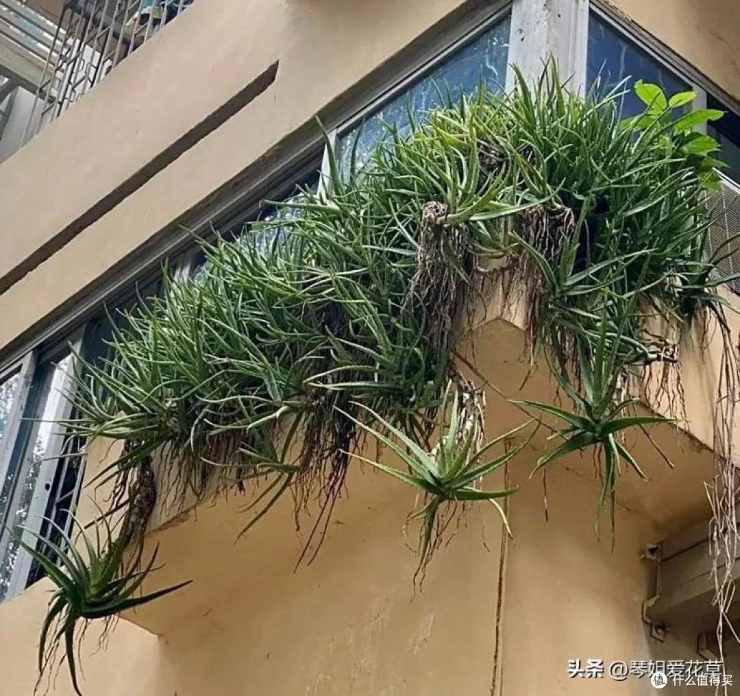 男子离家5年,阳台上的芦荟,像瀑布好震撼,网友:莫不是成精了