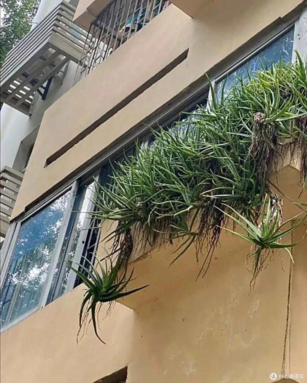 男子离家5年,阳台上的芦荟,像瀑布好震撼,网友:莫不是成精了