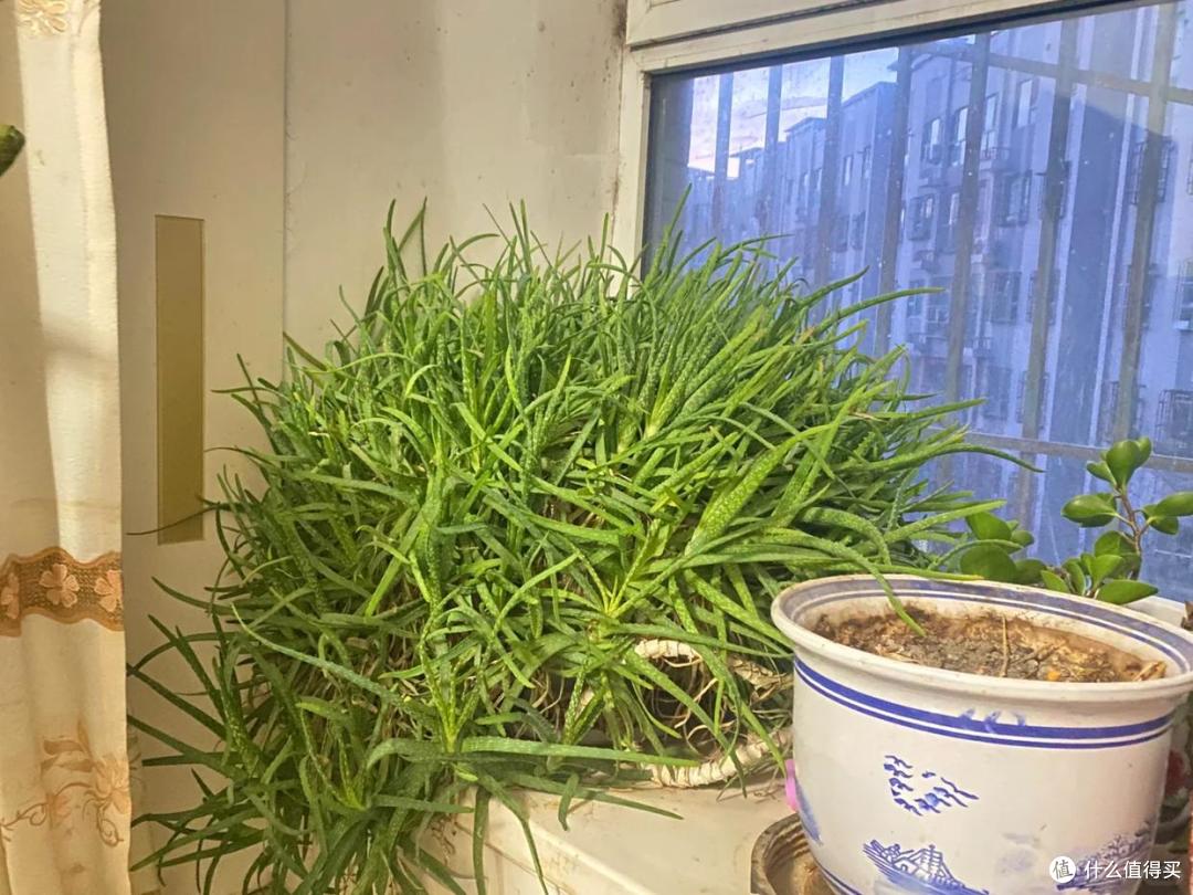 男子离家5年,阳台上的芦荟,像瀑布好震撼,网友:莫不是成精了