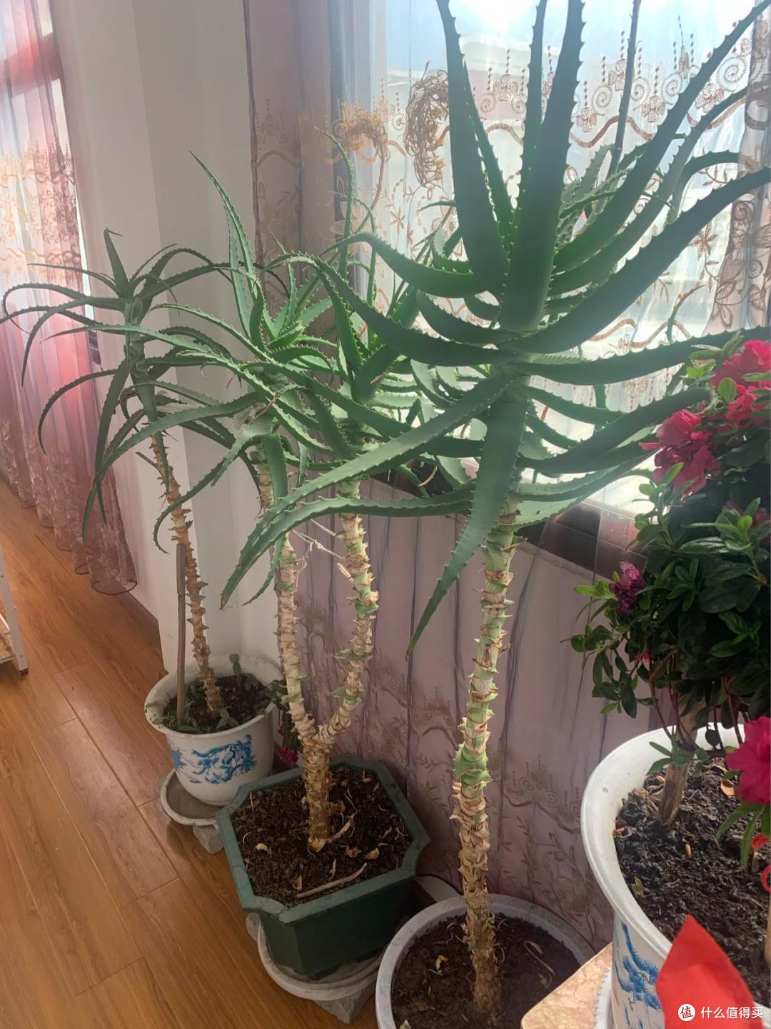 男子离家5年,阳台上的芦荟,像瀑布好震撼,网友:莫不是成精了
