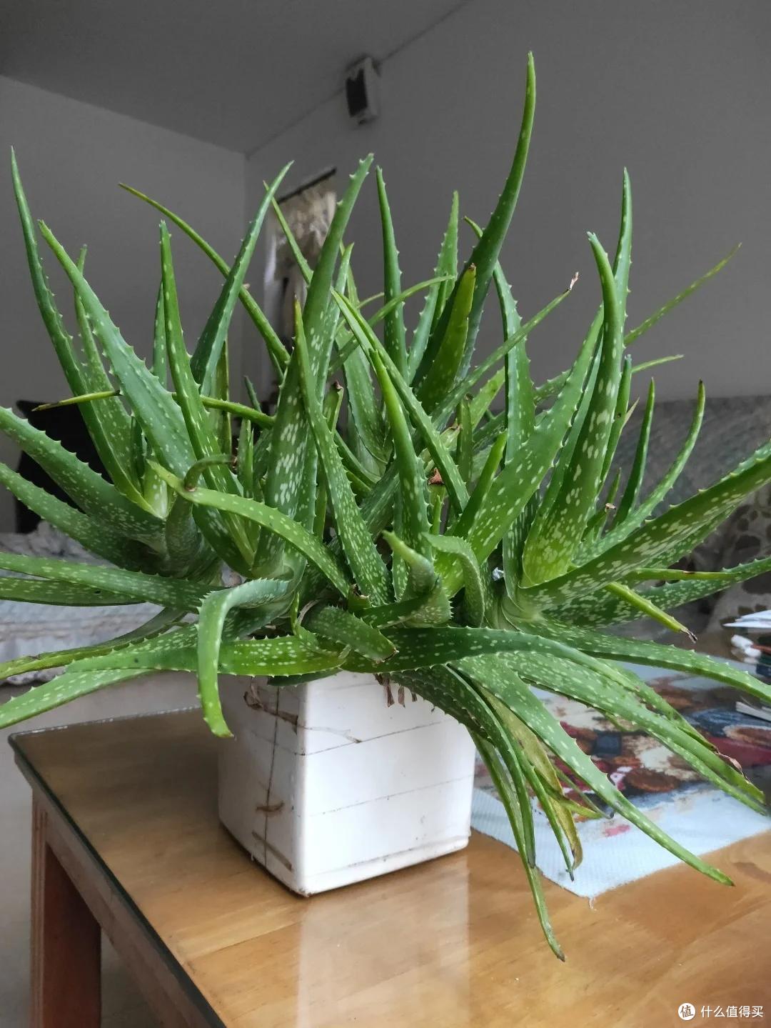 男子离家5年,阳台上的芦荟,像瀑布好震撼,网友:莫不是成精了