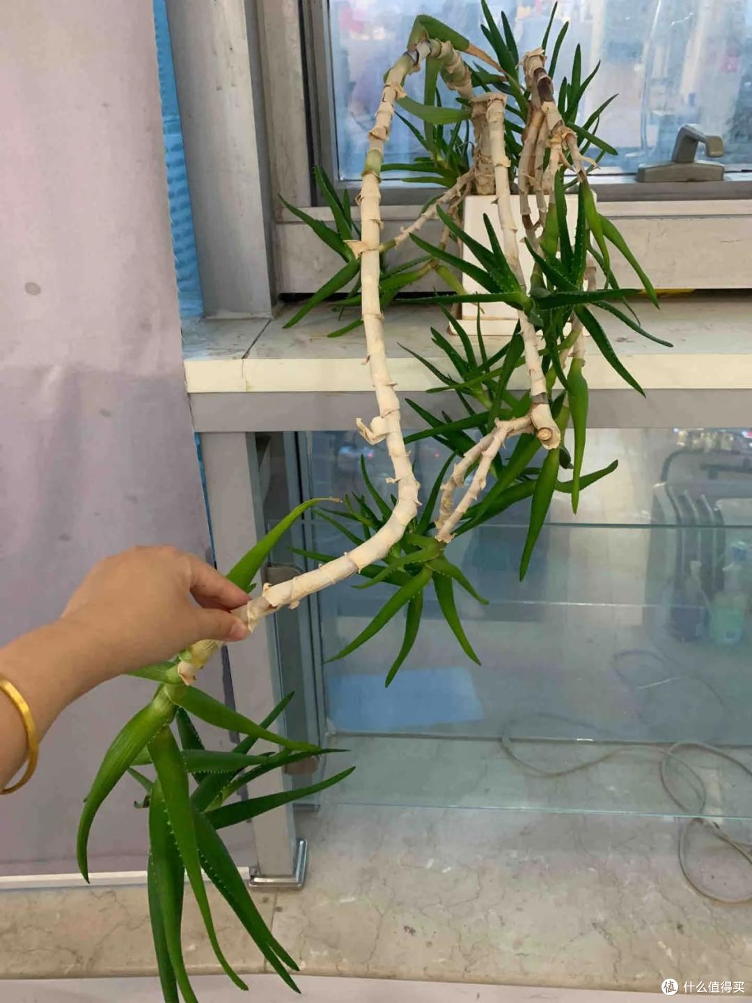 男子离家5年,阳台上的芦荟,像瀑布好震撼,网友:莫不是成精了