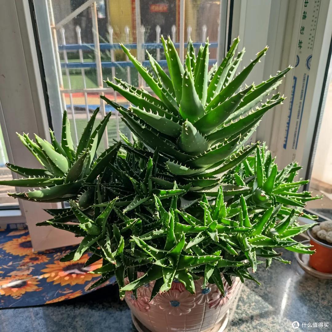 男子离家5年,阳台上的芦荟,像瀑布好震撼,网友:莫不是成精了