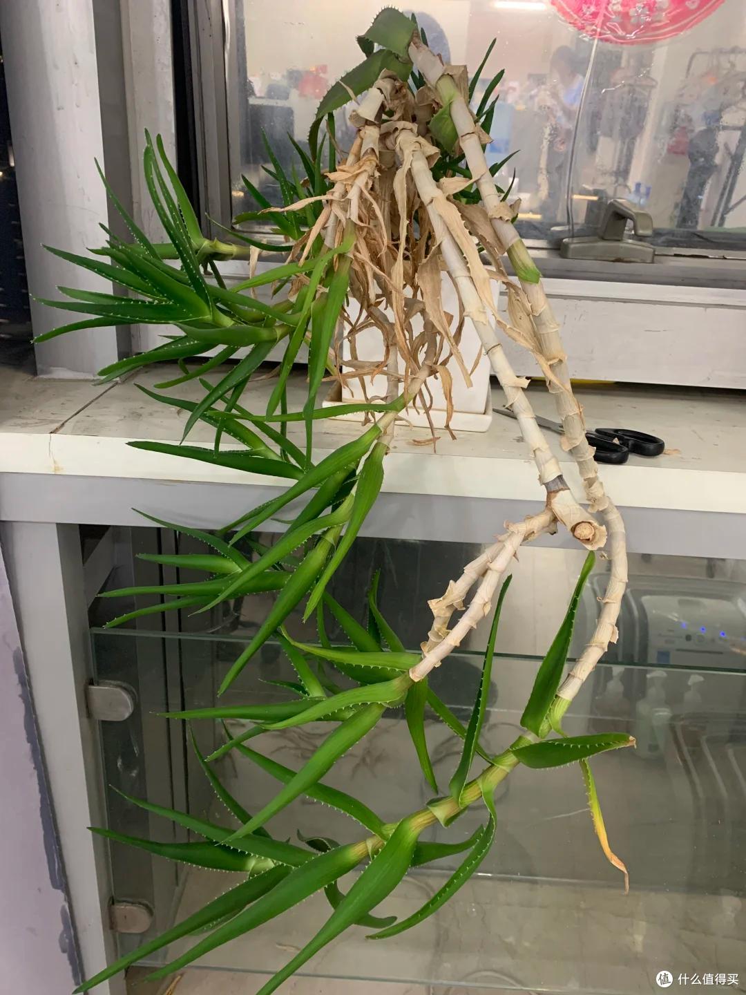 男子离家5年,阳台上的芦荟,像瀑布好震撼,网友:莫不是成精了