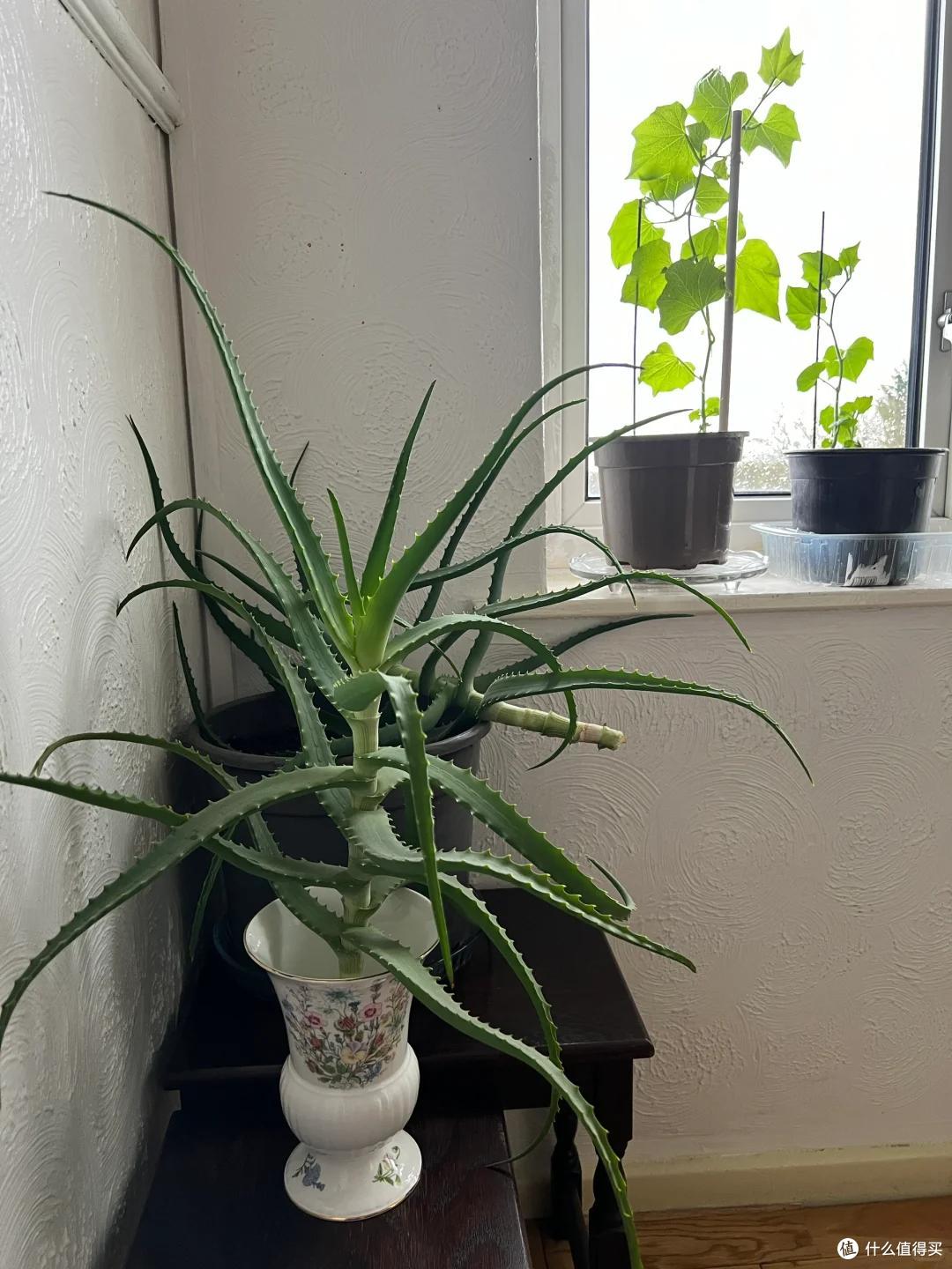 男子离家5年,阳台上的芦荟,像瀑布好震撼,网友:莫不是成精了