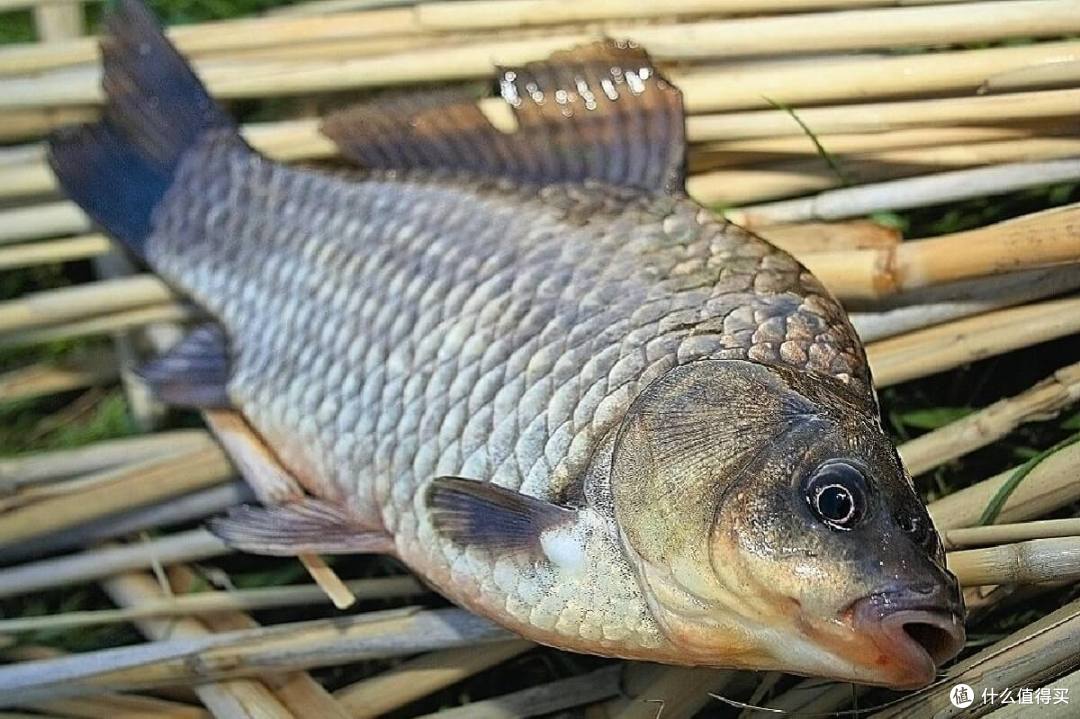 双十一什么饵料值得囤?野钓鲫鱼篇