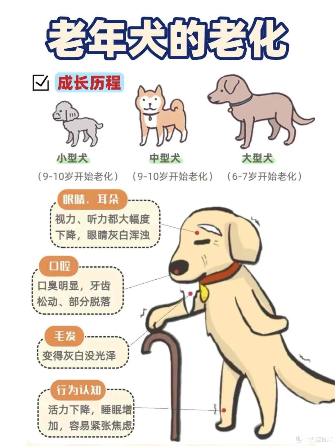 陪伴，从一碗“懂它”的粮开始：如何守护老年猫狗的黄金十年