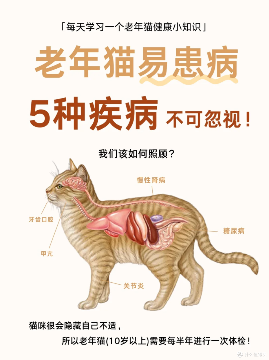 陪伴，从一碗“懂它”的粮开始：如何守护老年猫狗的黄金十年